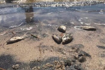 A photo of dead fish on the shores of lake Ambavarano.