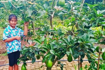 A girl with avocados