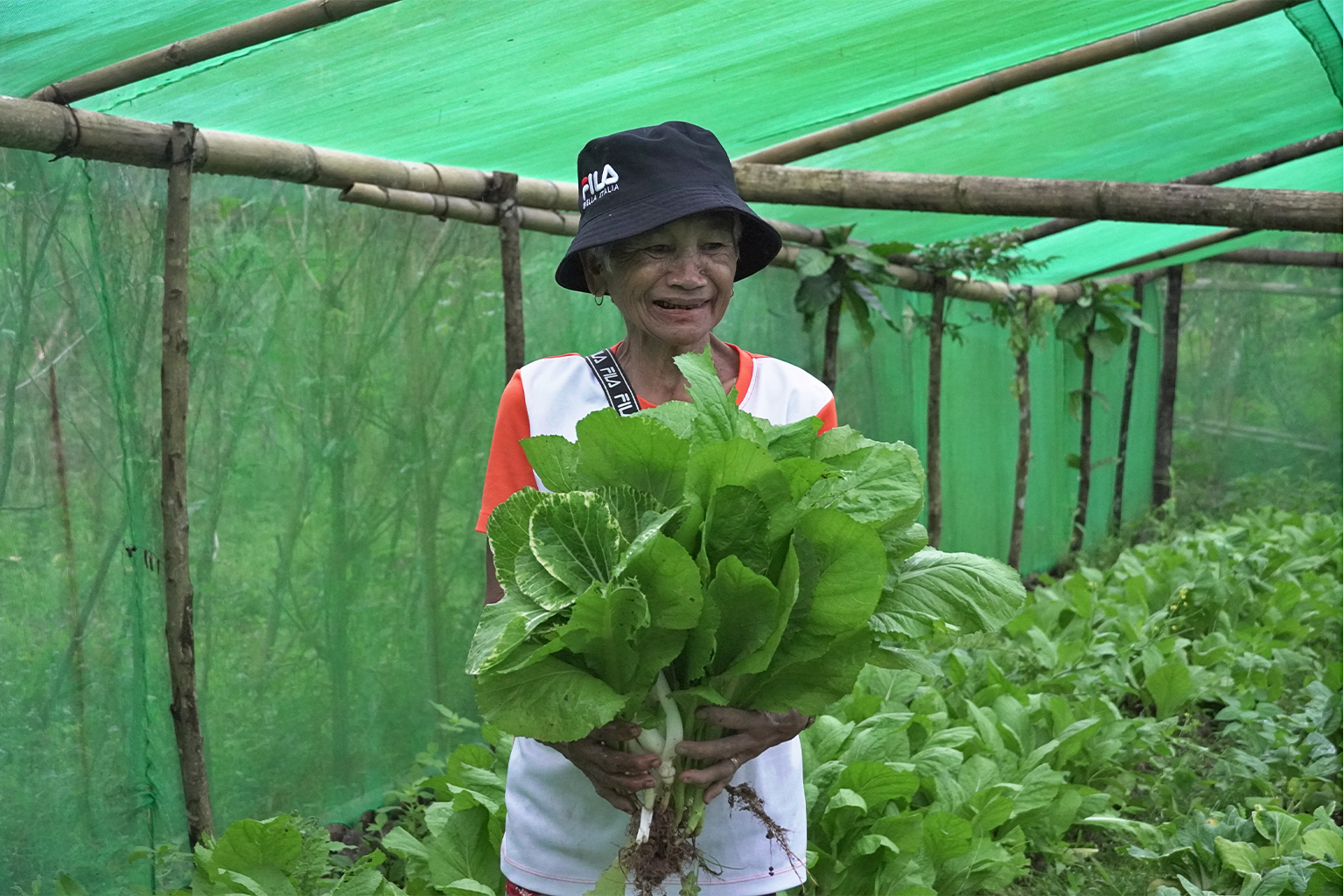 An elderly woman reaps a bundle of mustard leaves she helped cultivate inside a greenhouse.