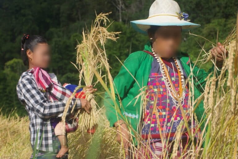 Karen villagers harvest rice in the Salween Peace Park to stock local larders and the community rice banks. Image courtesy of KESAN.