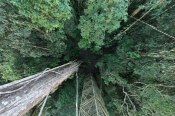 Rainforest in Ecuador. Photo credit: Rhett A. Butler