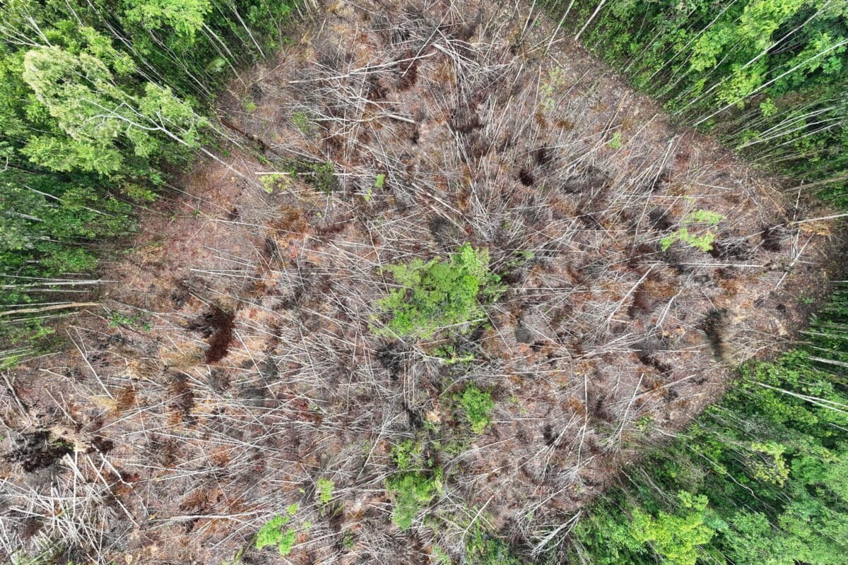 Deforestation for palm oil in the Ecuadorian Amazon. Photo credit: Rhett A. Butler