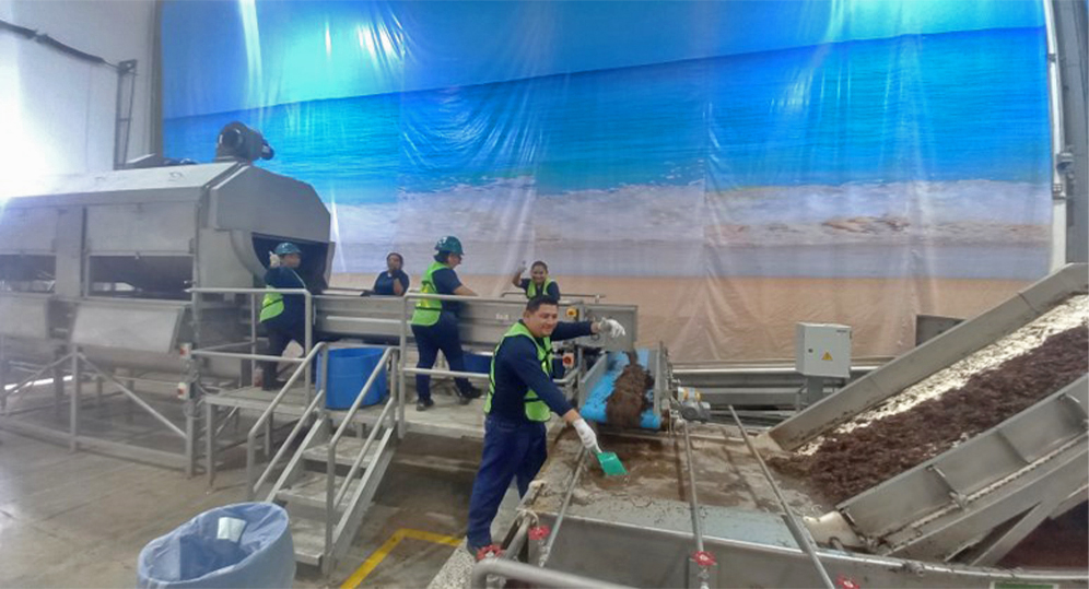 Workers in Quintana Roo process sargassum into biofertilizer.