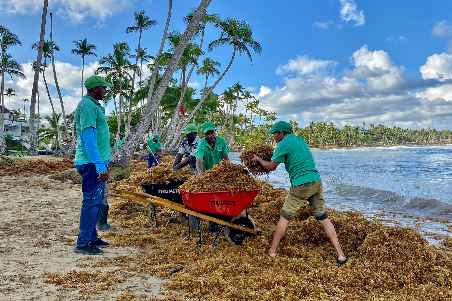 Locals cleaning a beach of sargassum early in the morning in the Dominican Republic.