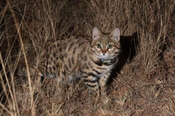 A black-footed cat.