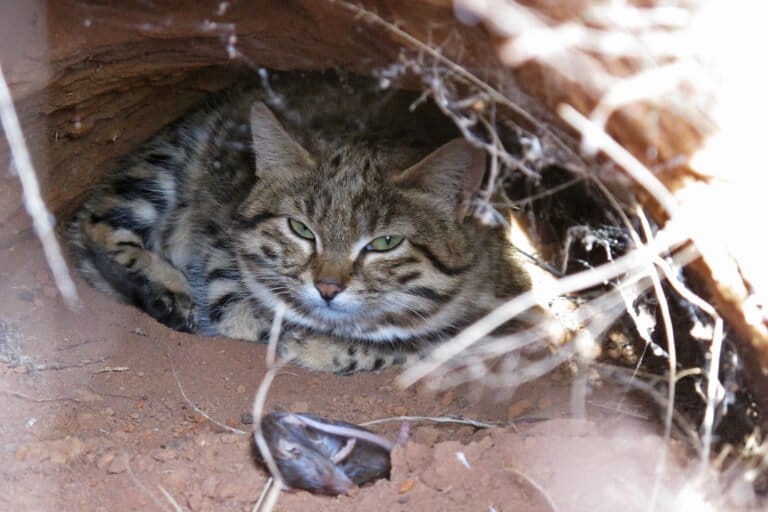 A male black-footed cat male inside a den.