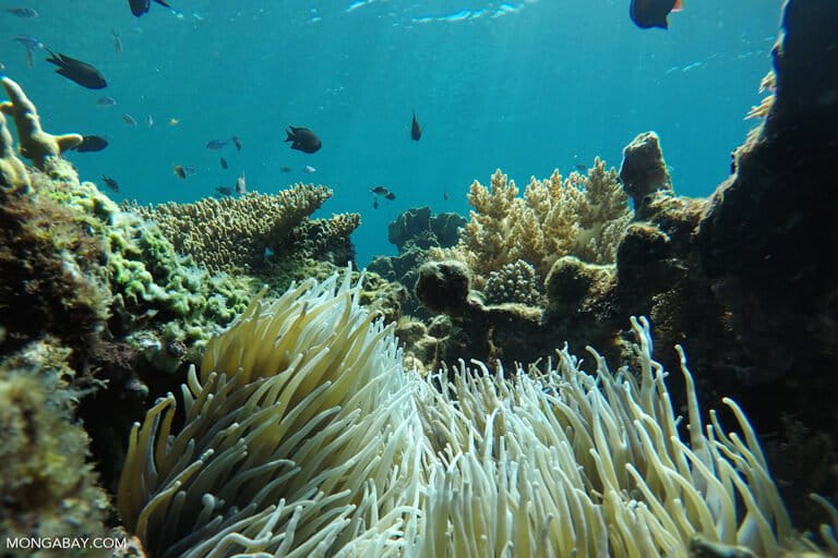 Jaringan sumber daya laut Indonesia yang luas tidak dikelola dengan baik