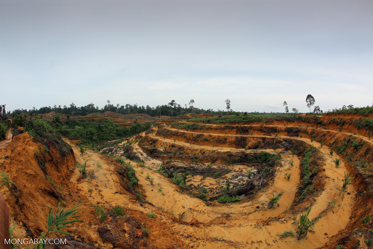 Newly planted oil palm plantation