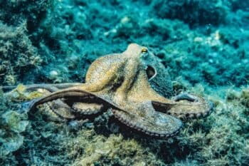 Octopuses are widely recognized as having high intelligence and complex inner lives. Photo by Pia B. published to the Creative Commons via Pexels.