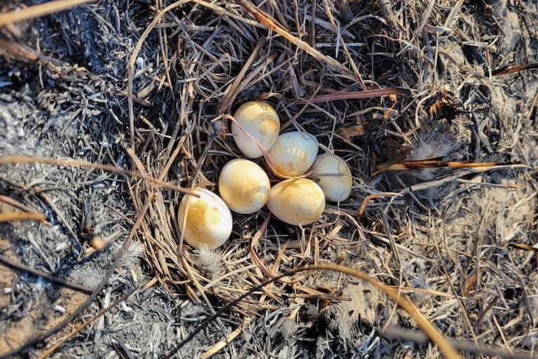 Northern bobwhite eggs discolored possibly by wildfire after explosion at SpaceX launch site. Image courtesy of the Coastal Bend Bays & Estuaries program of Defenders of Wildlife.