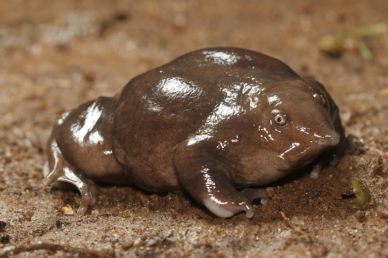 The purple frog (Nasikabatrachus sahyadrensis), an ancient species that lived during the dinosaurs, calls small crevices around rocky streams home. Landslides can alter their habitats drastically. Image by David V Raju via Wikimedia Commons (CC BY-SA 4.0).