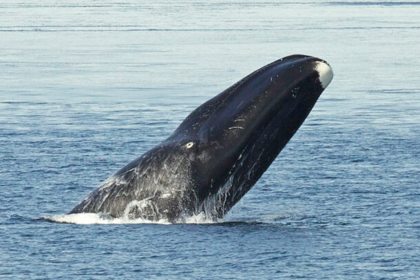 Melting Arctic sea ice is changing bowhead whale migrations, study finds