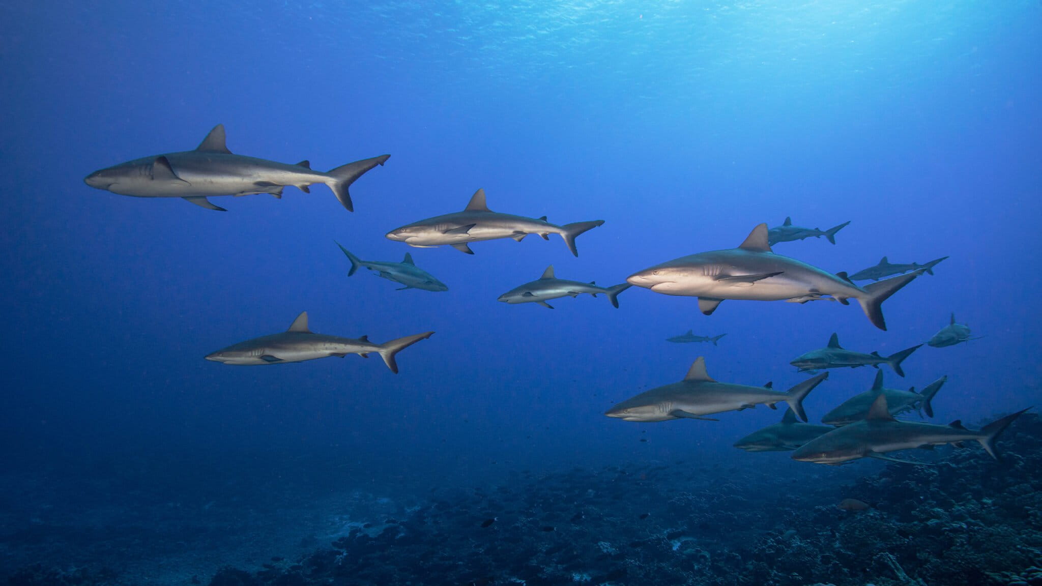 summit-on-migratory-species-sides-with-science-throws-shade-on-deep
