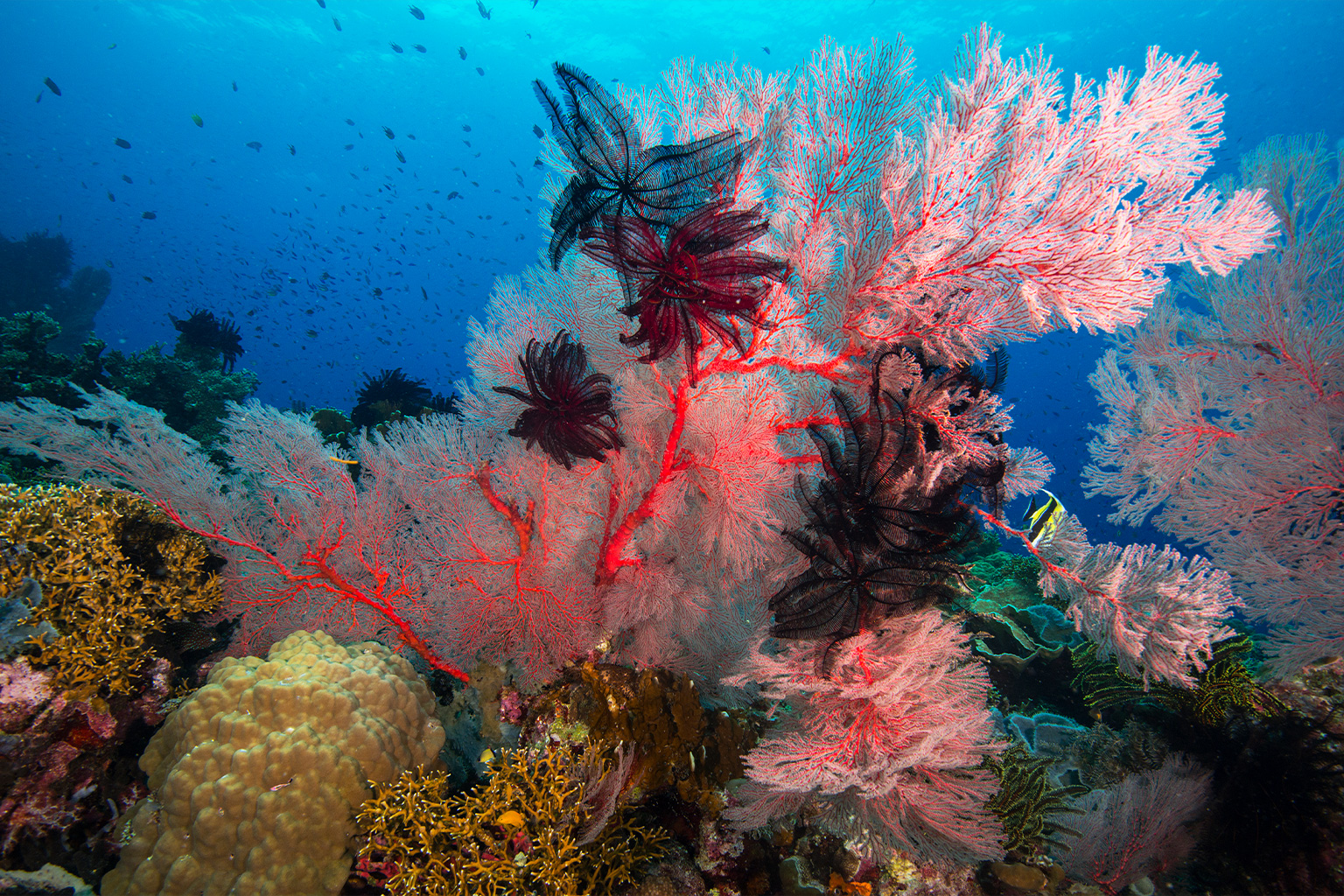 Corals and feather stars