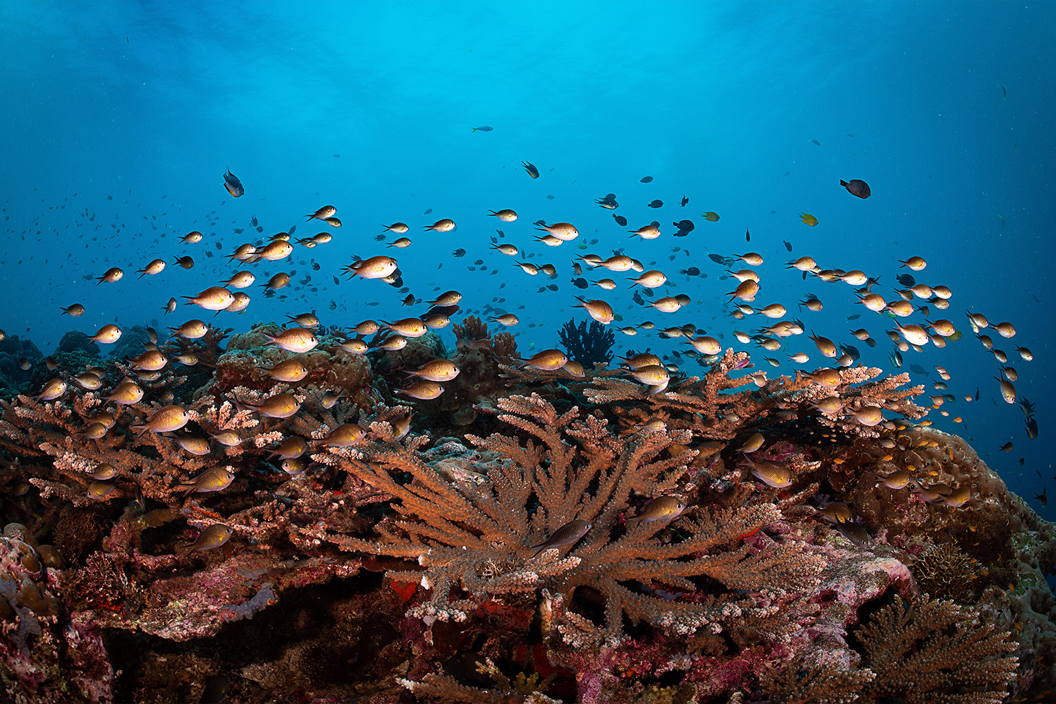 Reef and fish in Solomon Island.