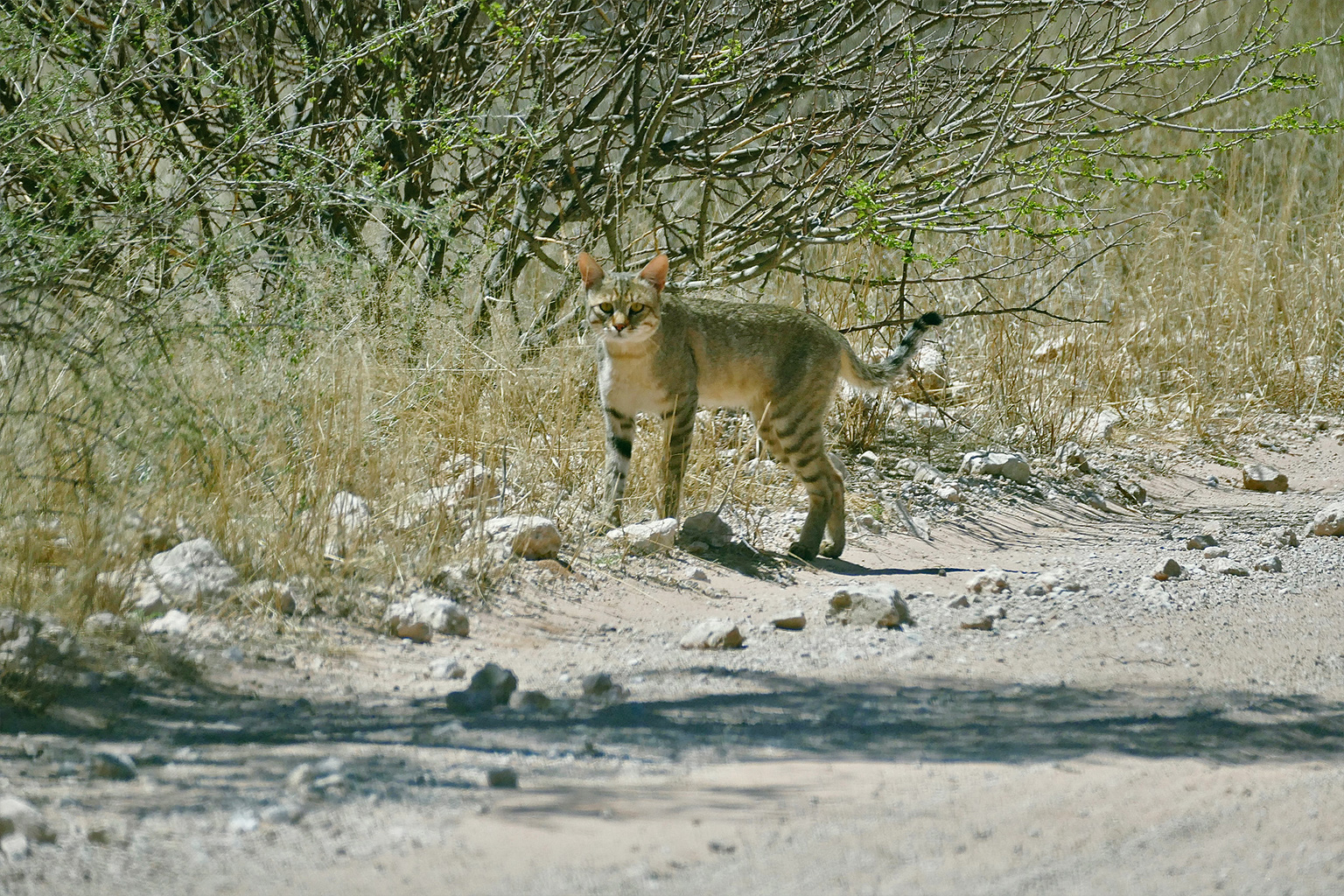 An African wildcat