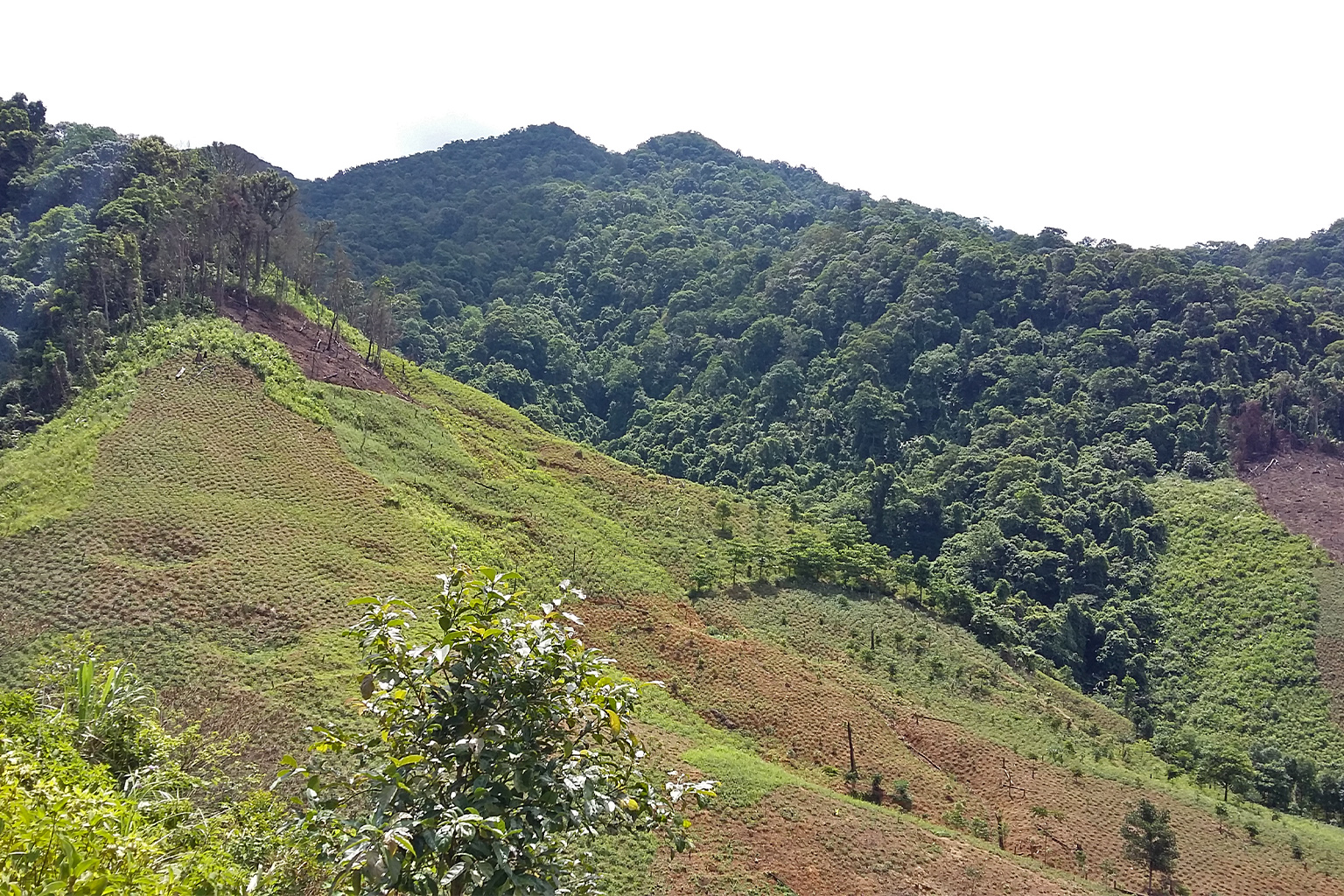 Recent deforestation in the uplands of a Southeast Asian rainforest. 