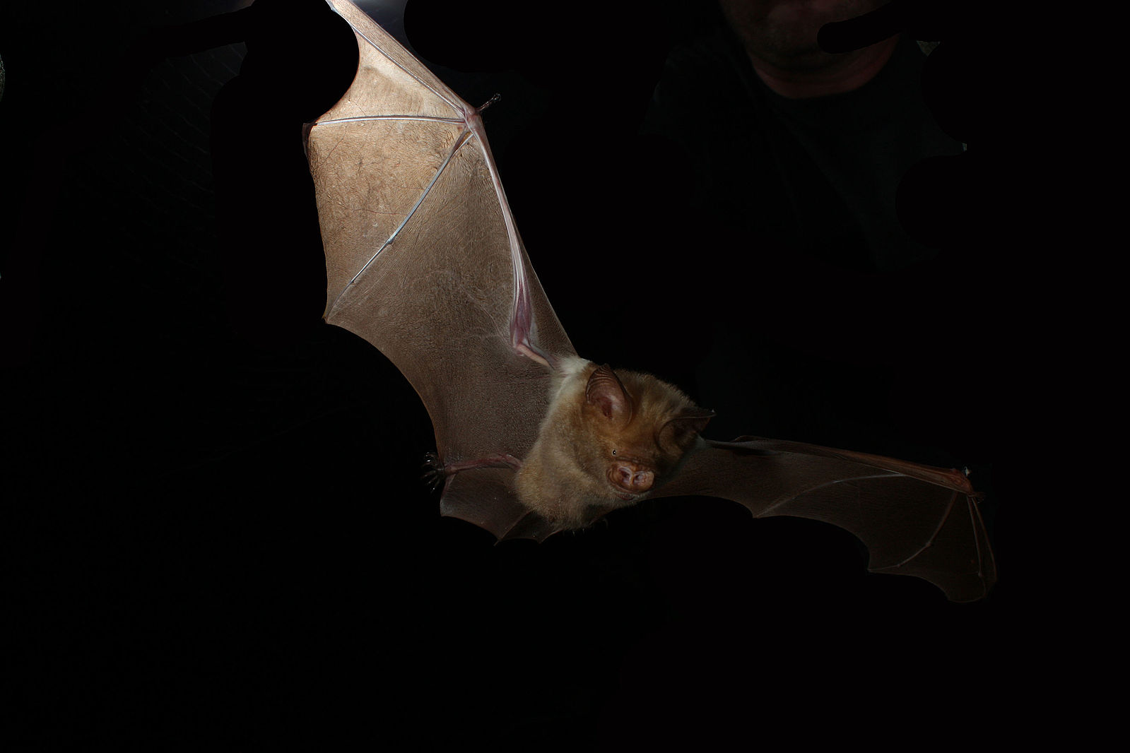 The diadem leaf-nosed bat 