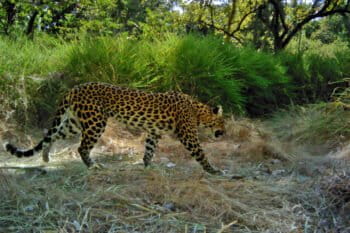 Camera-trap image of a leopard.