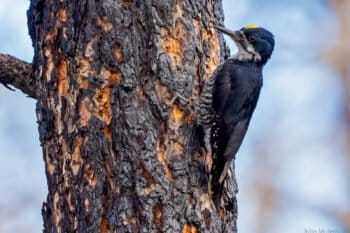 A black-backed woodpecker in a Parker 2 Fire area in Modoc County, California.