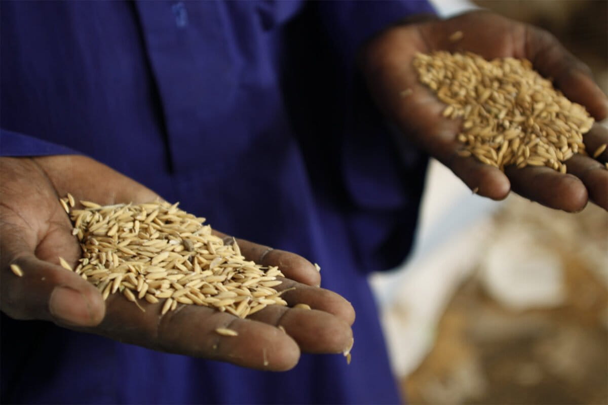 In Senegal, rice intensification helps farmers grow more with less