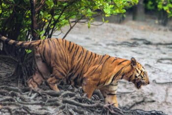A tiger in the Sundarbans.