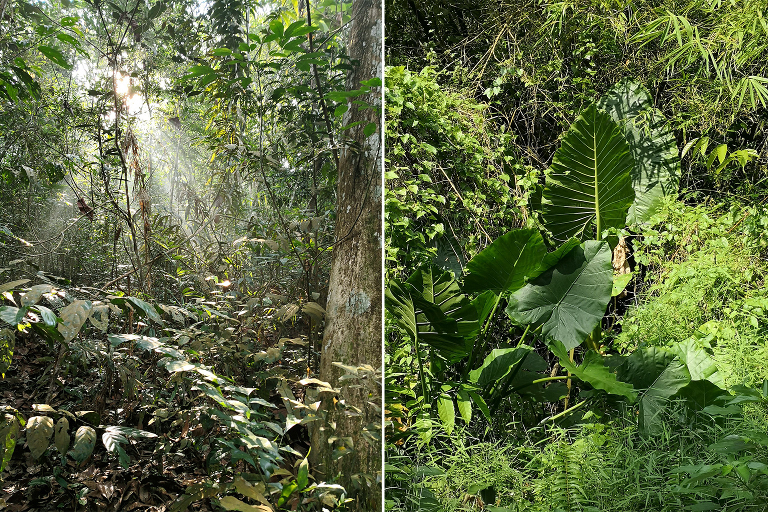 Different types of vegetation within Windsor Nature Park in Singapore.