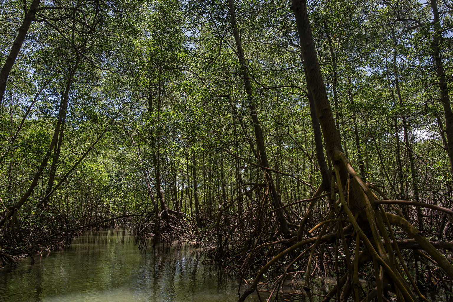 Mangroves in Canavieiras Extractive Reserve in Brazil.