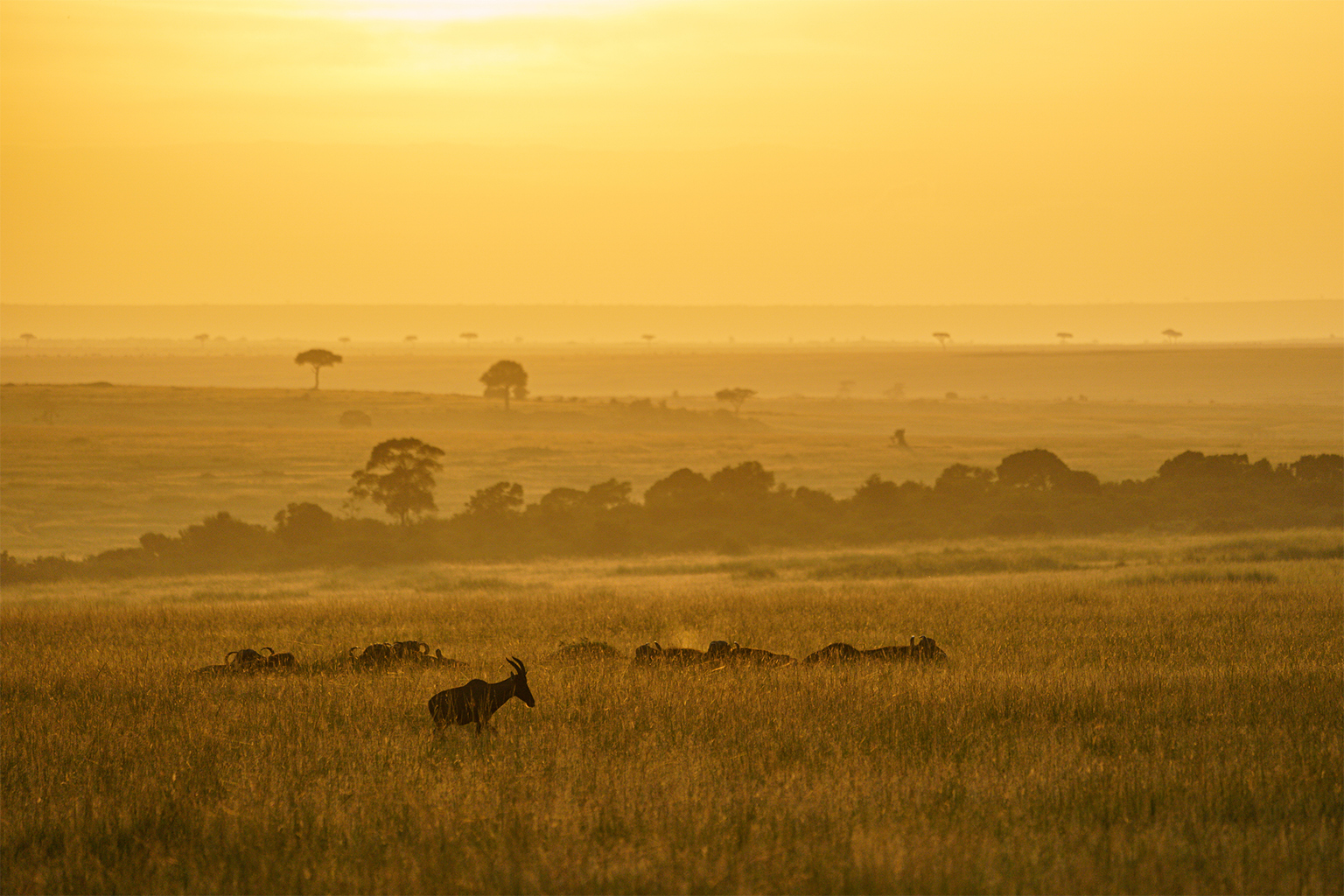 Animals grazing in Kenya’s Maasai Mara National Reserve. 