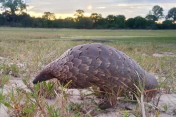 Pangolin walking on its hind legs. Image courtesy of Tikki Hywood Foundation.