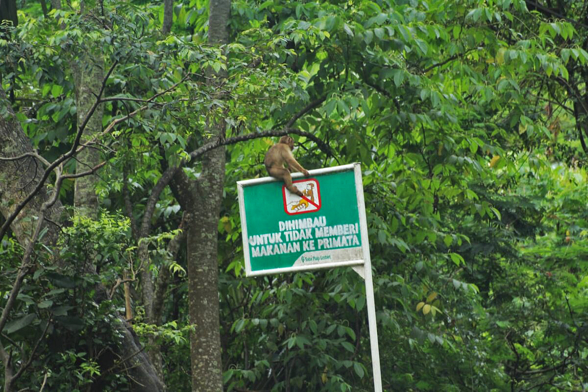 A sign warning against feeding primates.