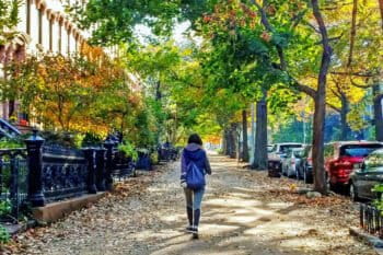 Trees by the side of streets in Brooklyn, U.S.