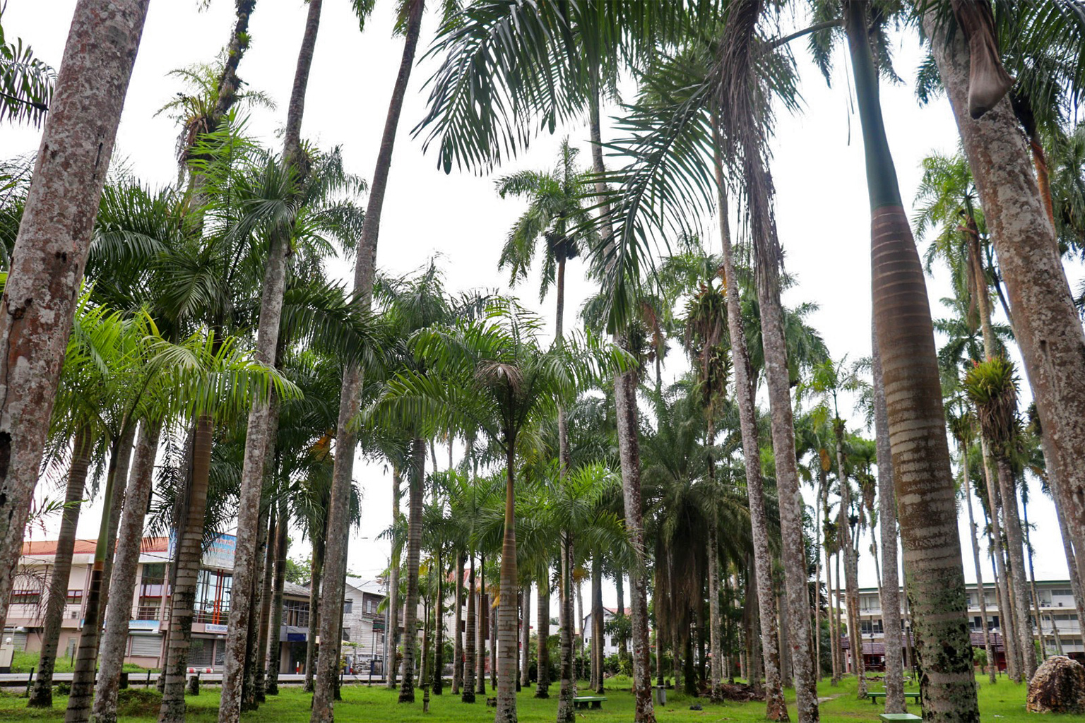 The Palmentuin (Palm Garden), a walking park and tourist attraction in Paramaribo.