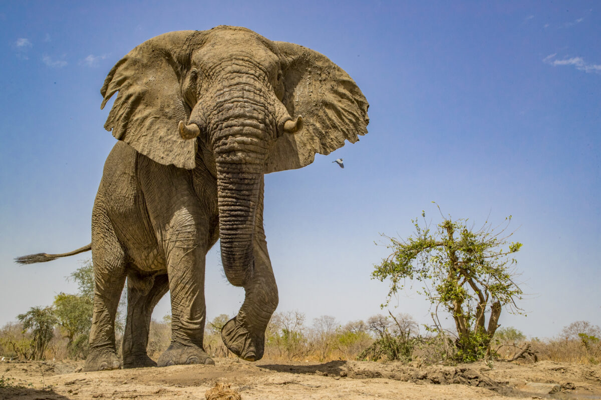 An African elephant.