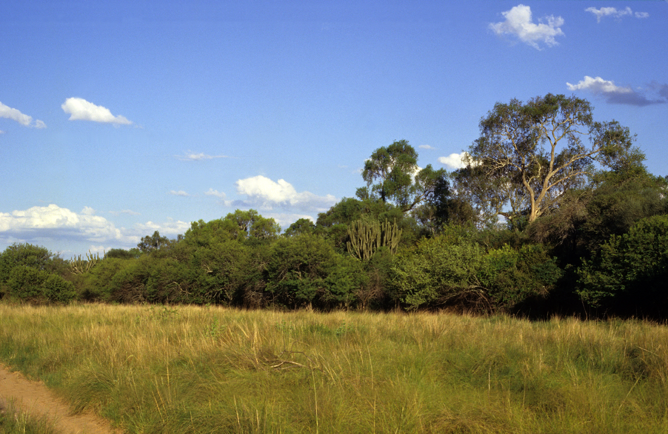 The Gran Chaco landscape.