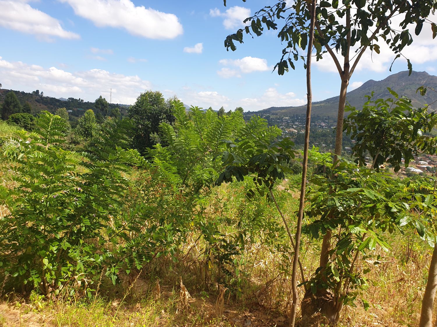 A farmer's natural regeneration field intercropped with Gliricidia