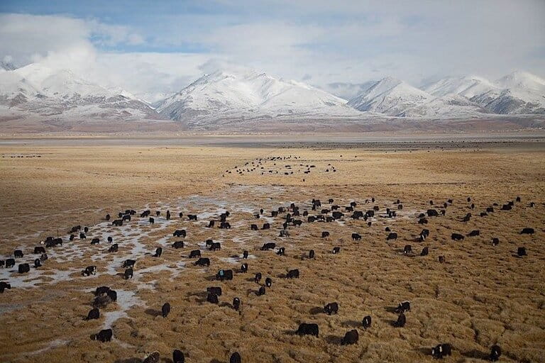 Herd of yaks graze among a wetland, Tibet. Photo by Yuriy Rzhemovskiy via Unsplash.