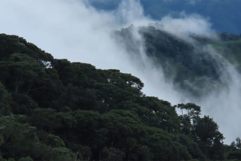 A view of a fragment of cloud forest in the Western Cordilleras.