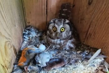 A boreal owl, a single-brooded species.
