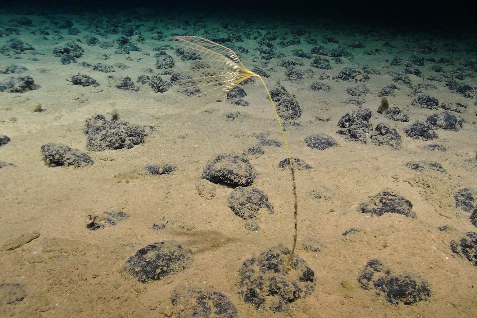 A sea lily on the sea floor