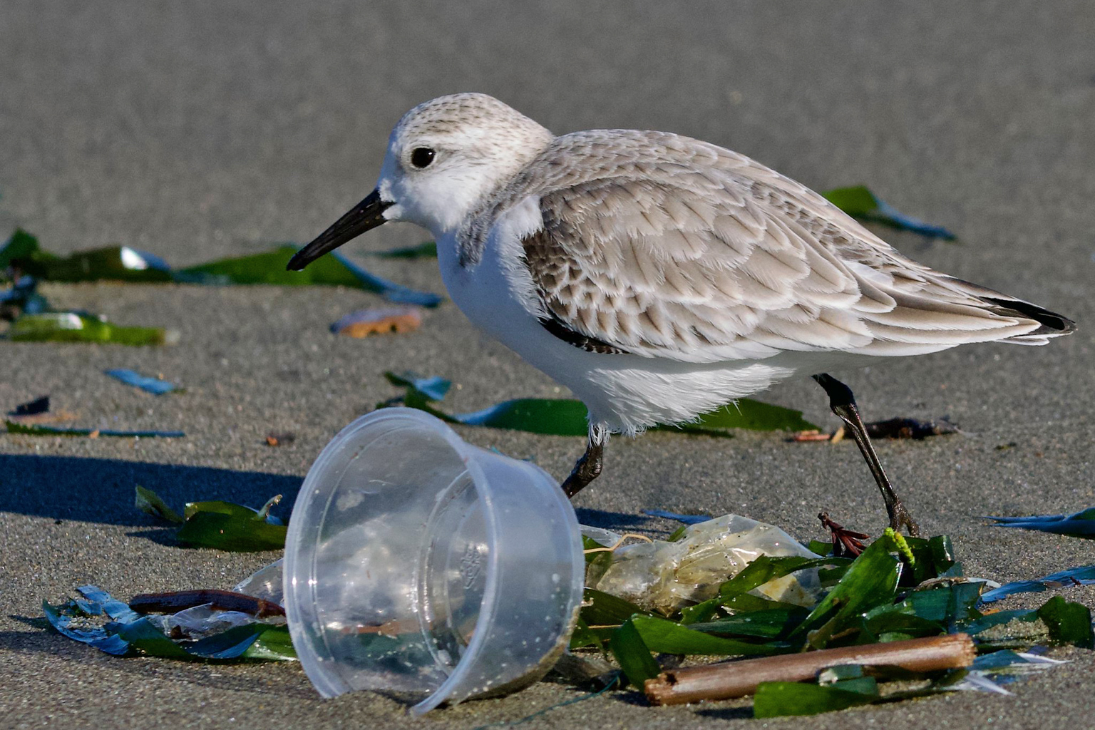 A sanderling on the beach surrounded by plastic trash.