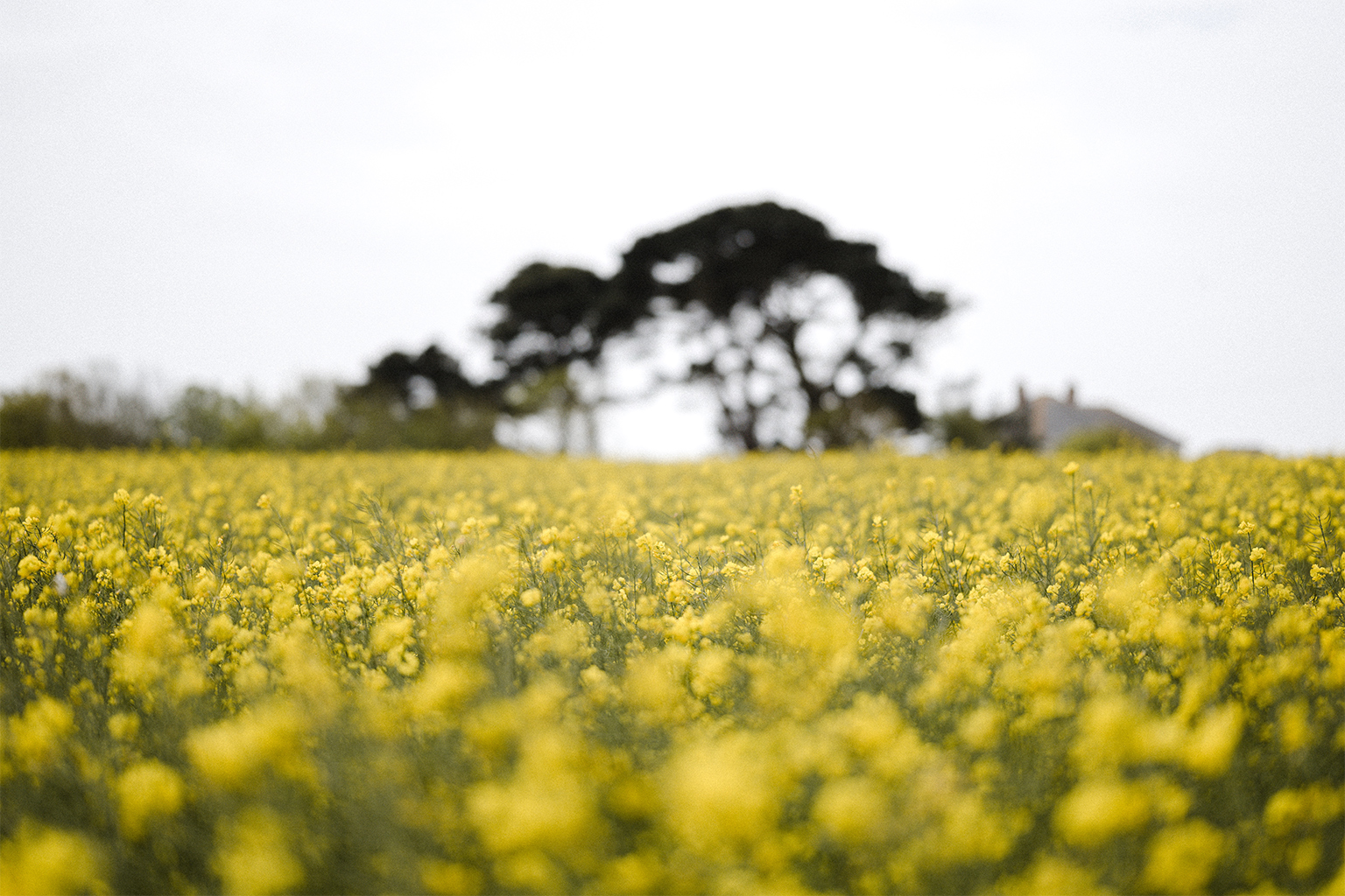 Field of yellow flowers.