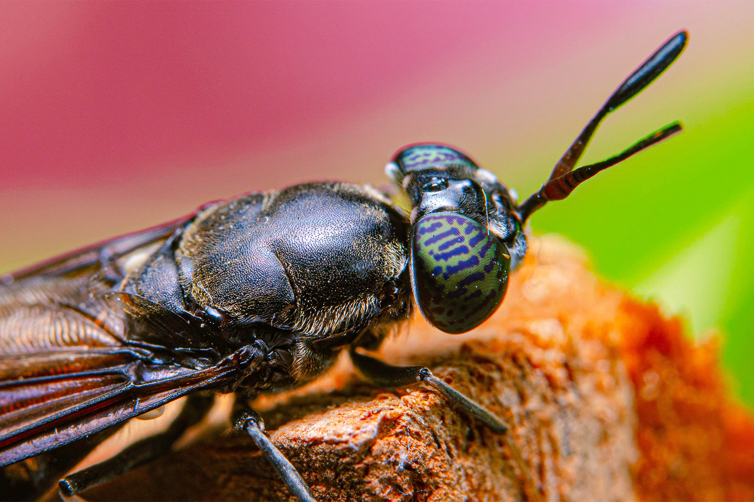 A black soldier fly.