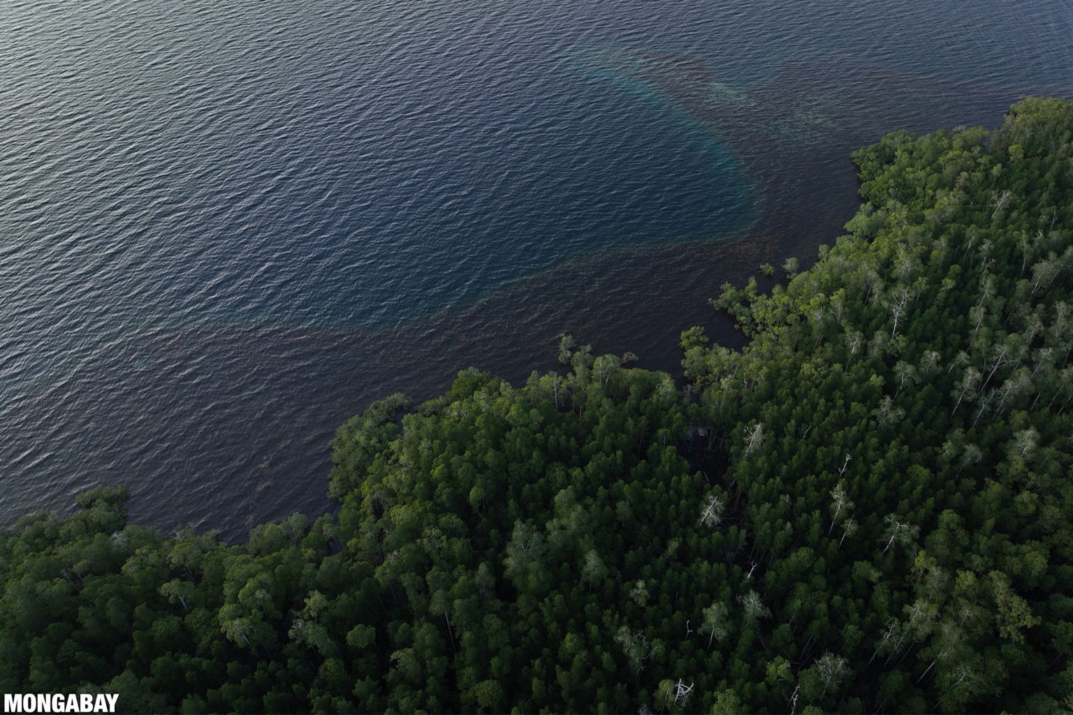 Mangroves along Wallace's Passage