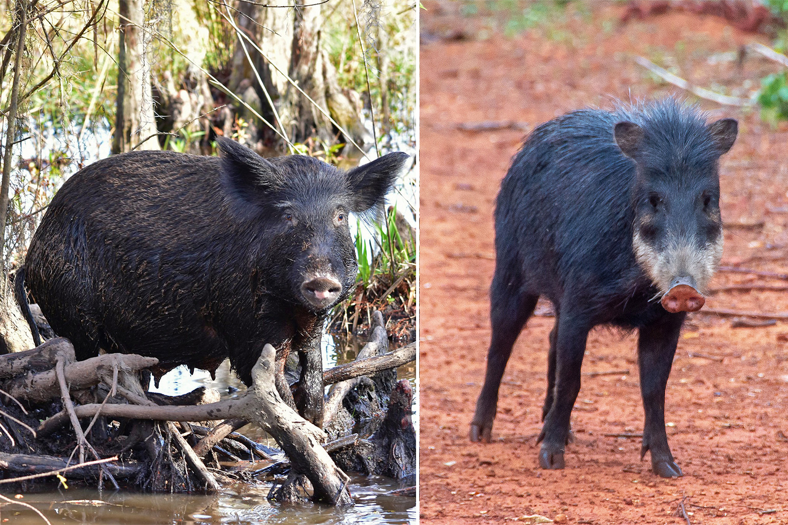 A wild pig and a peccary.