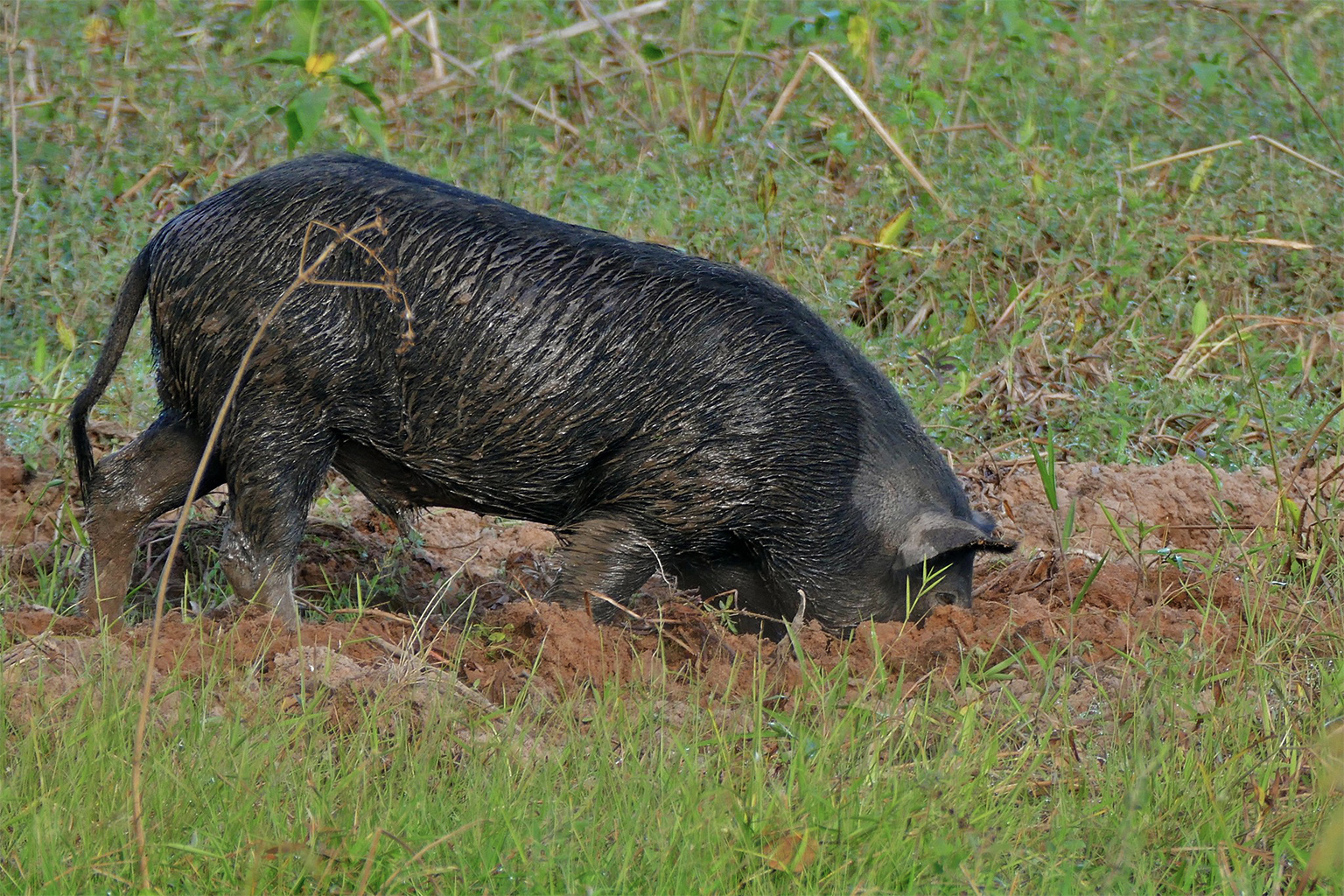 A wild pig digging with its snout.