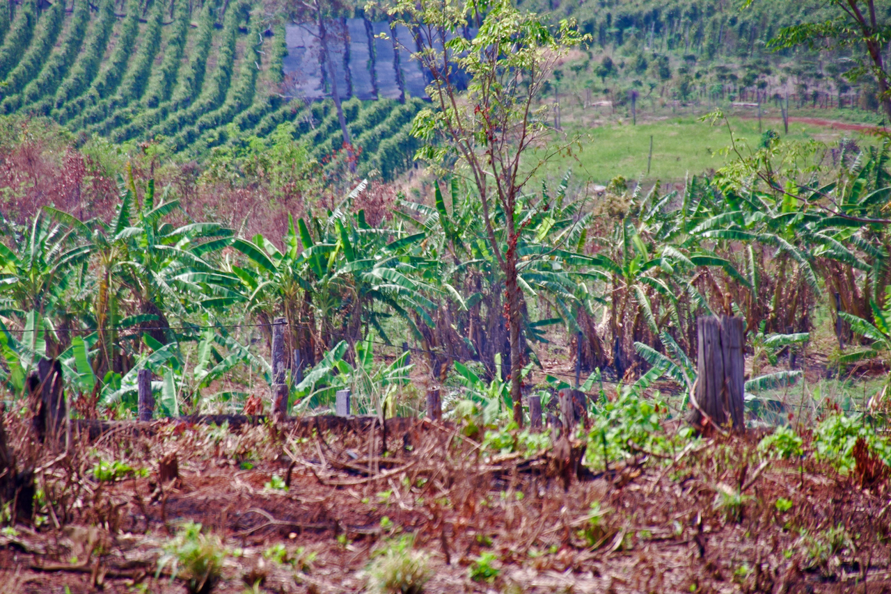 Banana trees (foreground) and pepper plants grow along the boundaries of the Keo Seima Wildlife Sanctuary