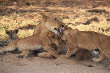 A lioness with cubs