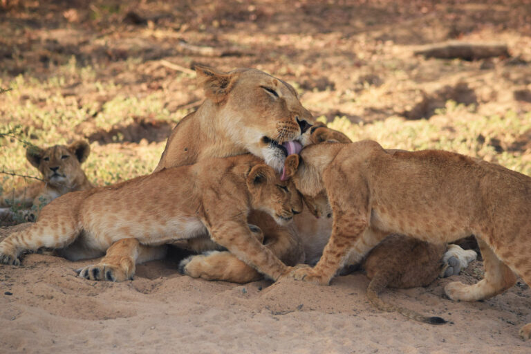 A lioness with cubs