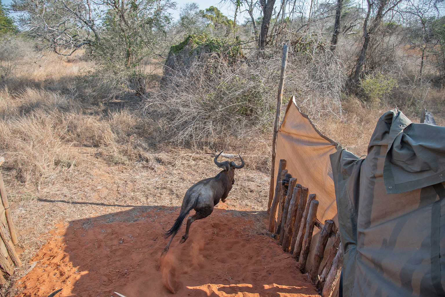 Zinave wildebeest relocation